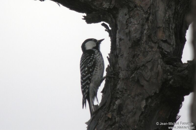 Red-cockaded Woodpecker