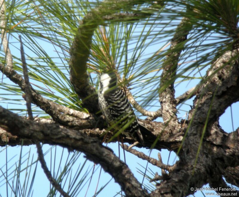 Red-cockaded Woodpecker