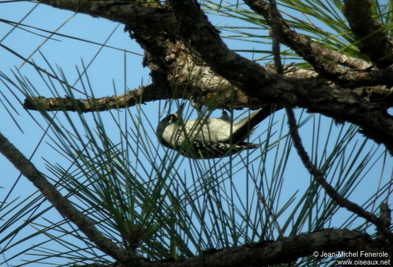 Red-cockaded Woodpecker