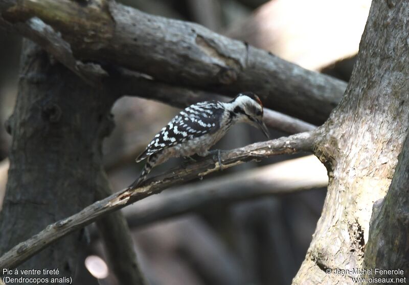 Freckle-breasted Woodpecker