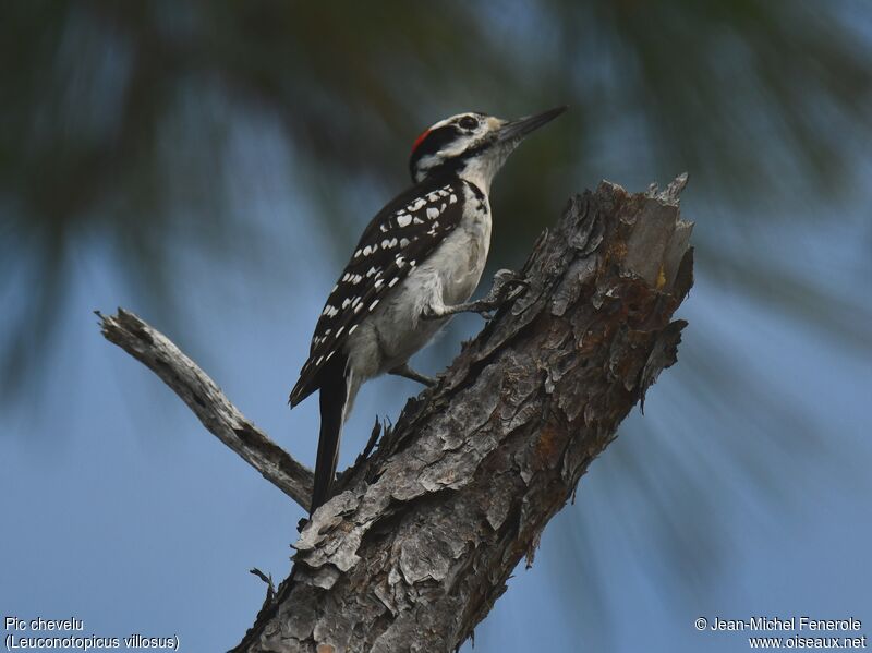 Hairy Woodpecker