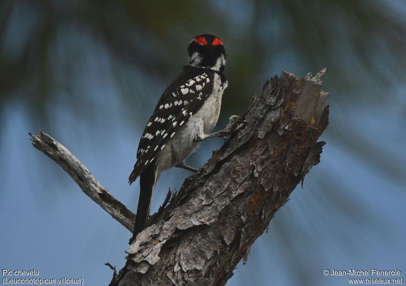 Hairy Woodpecker