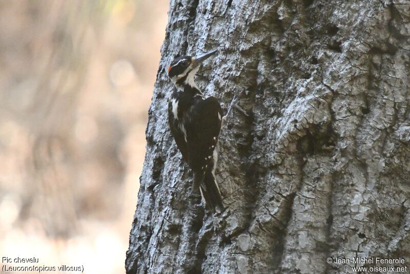 Hairy Woodpecker