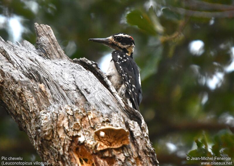 Hairy Woodpecker