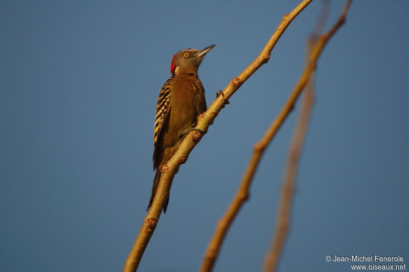 Hispaniolan Woodpecker female adult