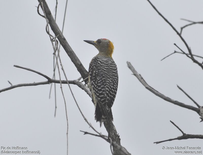 Hoffmann's Woodpecker