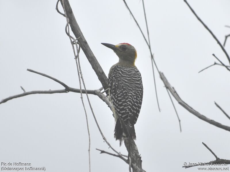 Hoffmann's Woodpecker