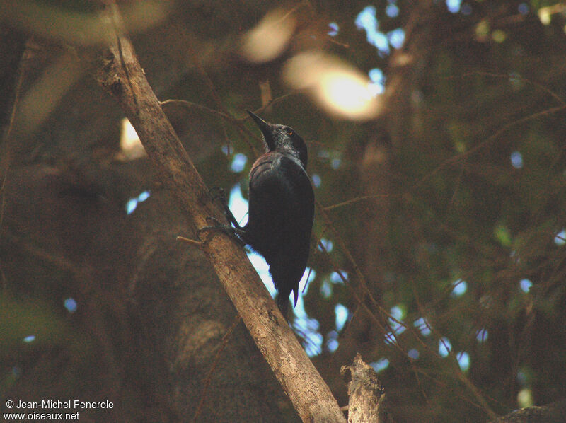 Guadeloupe Woodpeckeradult