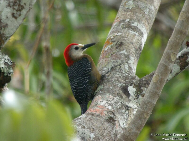 Jamaican Woodpecker