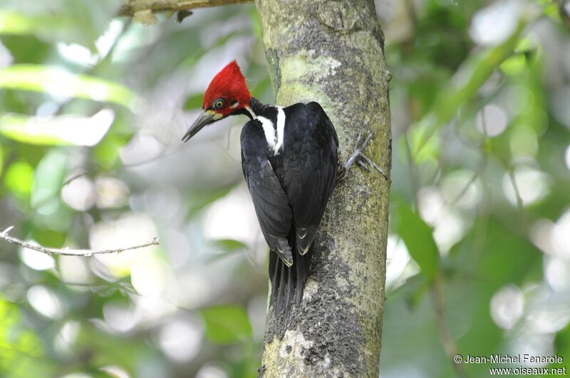 Crimson-crested Woodpecker