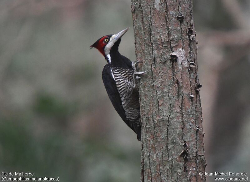 Crimson-crested Woodpecker female