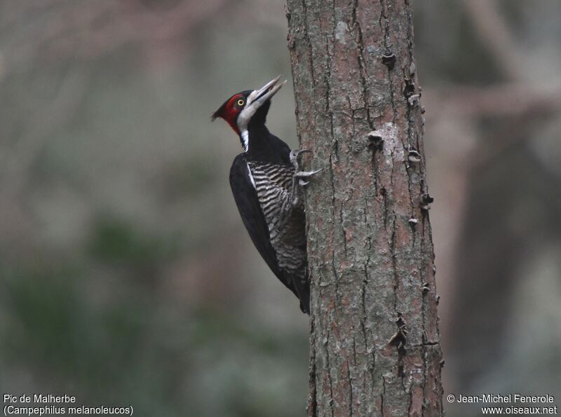 Crimson-crested Woodpecker