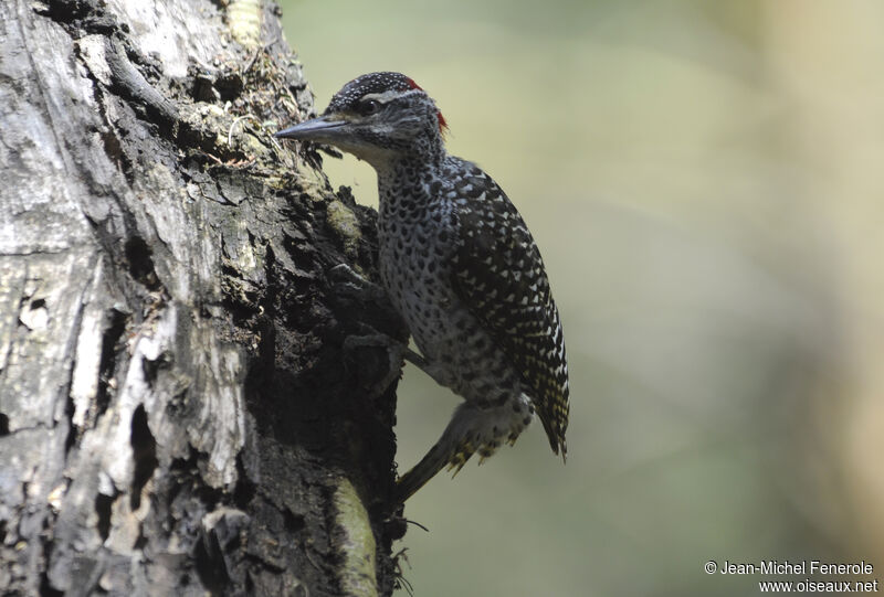 Nubian Woodpecker