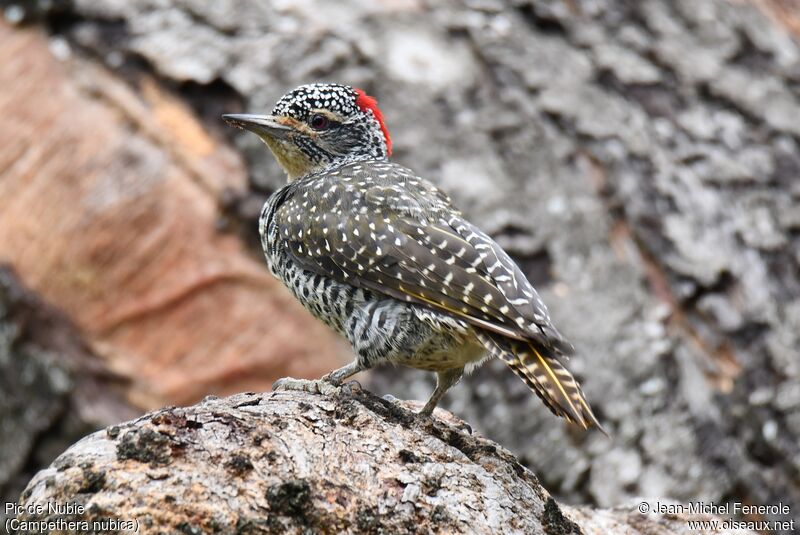 Nubian Woodpecker female