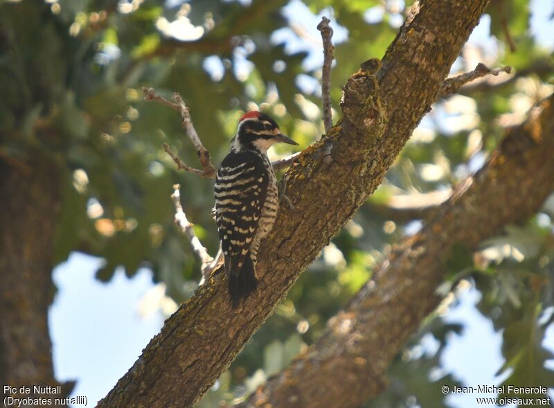 Nuttall's Woodpecker