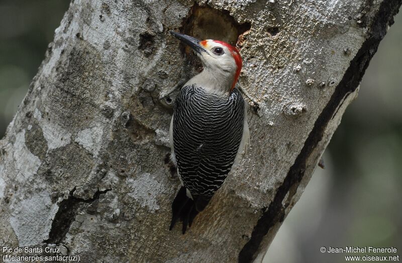 Velasquez's Woodpecker