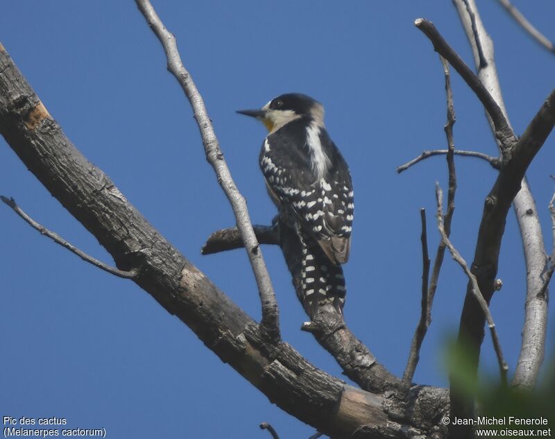 White-fronted Woodpecker