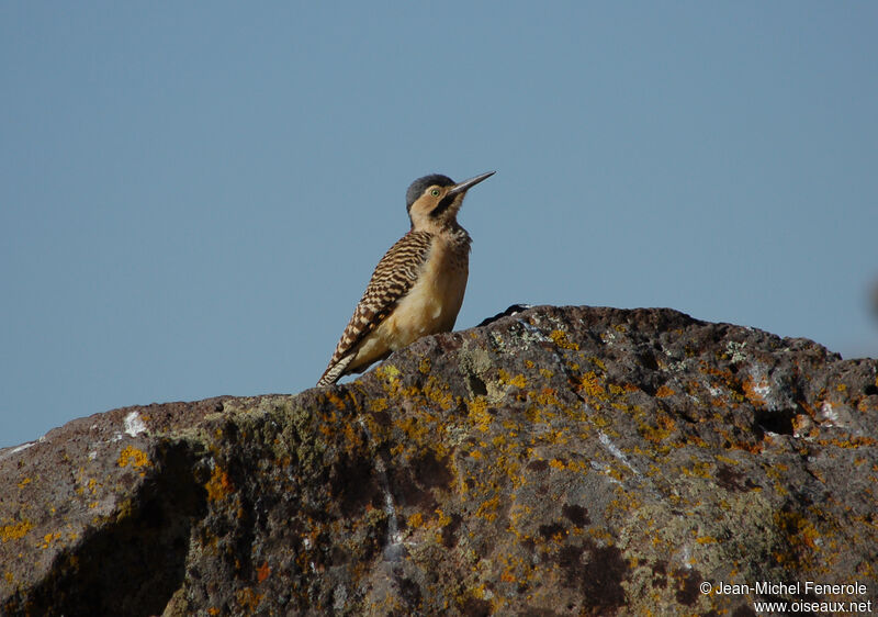 Andean Flicker female adult