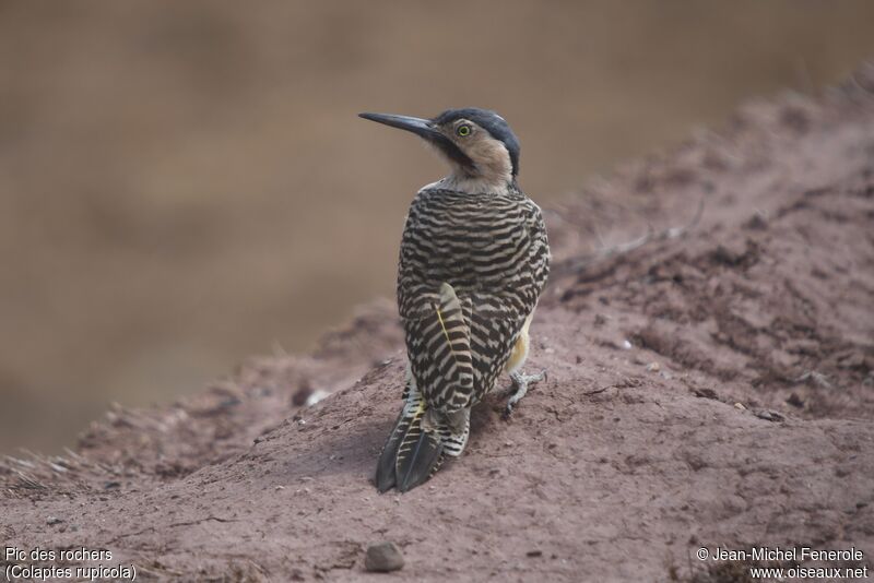 Andean Flicker