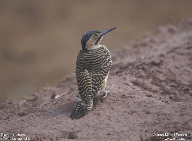 Andean Flicker