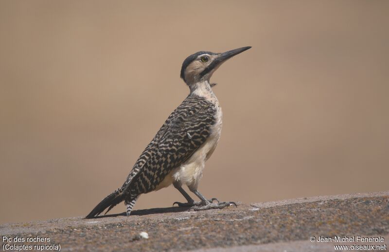 Andean Flicker