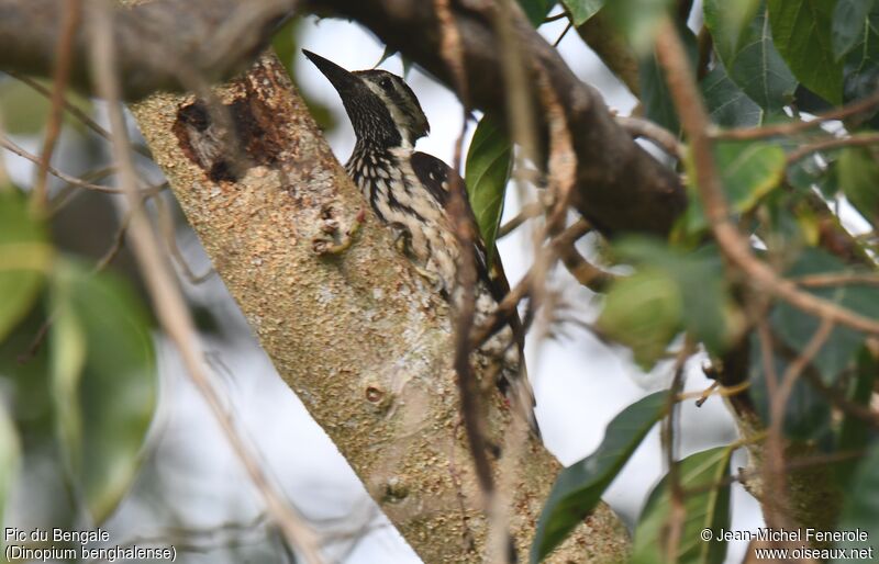 Black-rumped Flameback