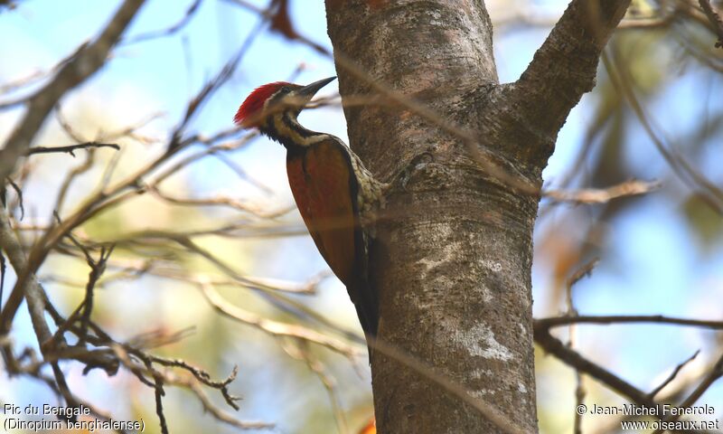 Black-rumped Flameback