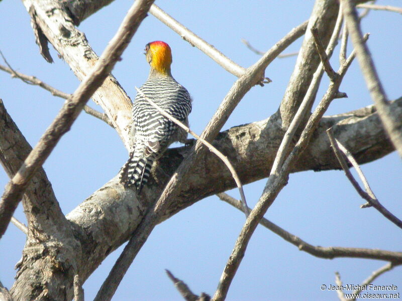 Golden-cheeked Woodpecker