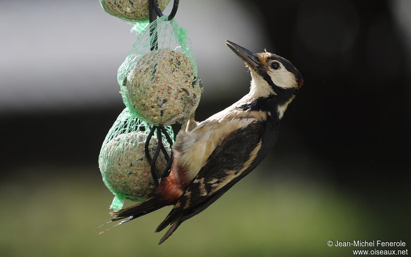 Great Spotted Woodpecker