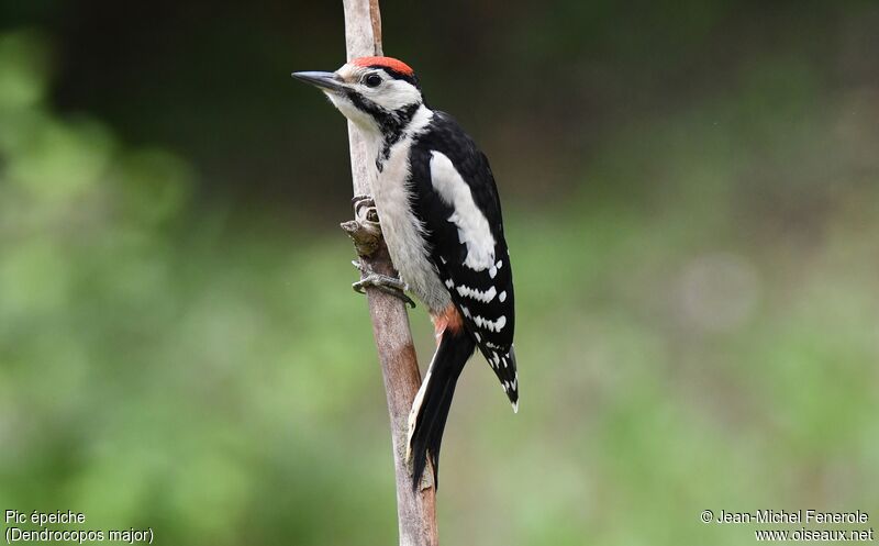 Great Spotted Woodpecker