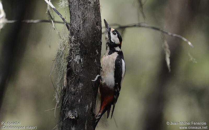 Great Spotted Woodpecker