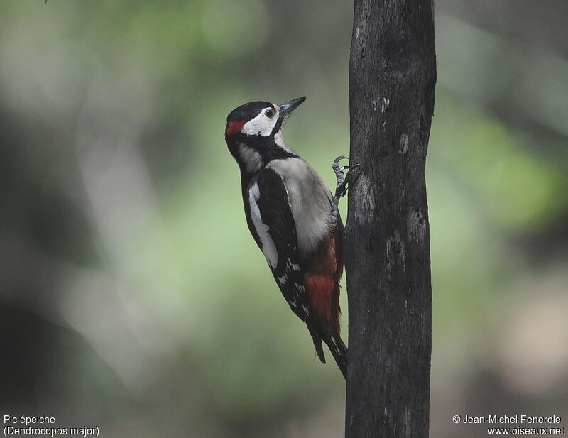 Great Spotted Woodpecker