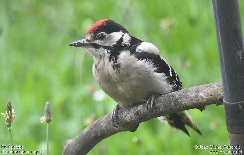 Great Spotted Woodpeckerimmature