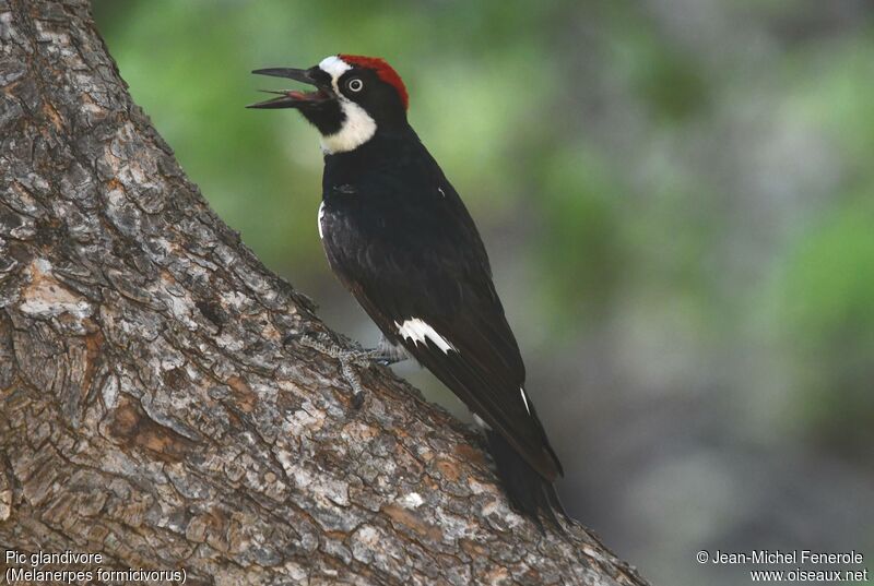 Acorn Woodpecker