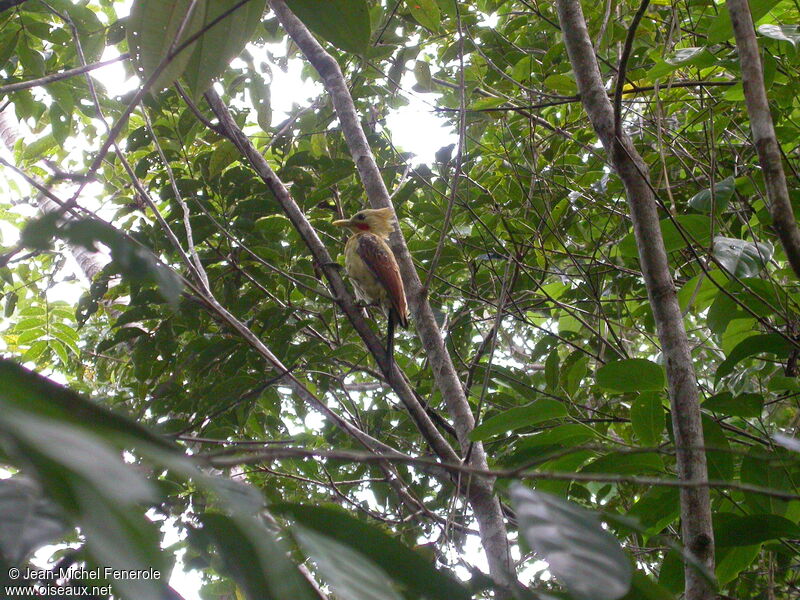 Cream-colored Woodpecker