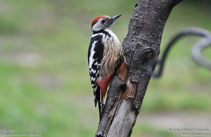 Middle Spotted Woodpecker