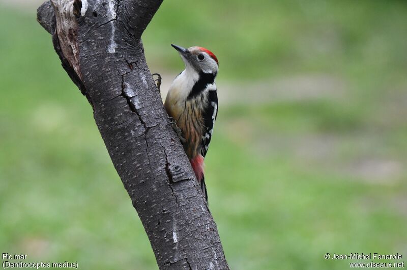 Middle Spotted Woodpecker