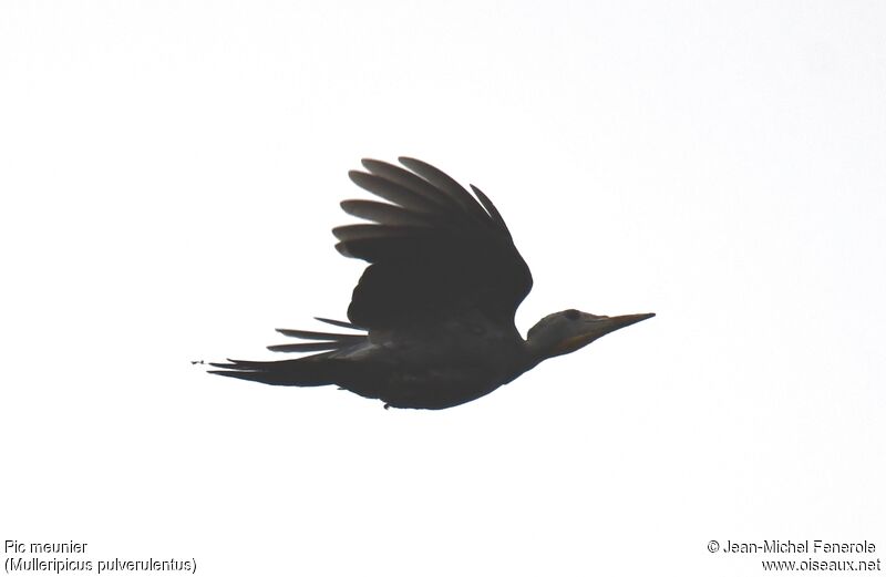 Great Slaty Woodpecker