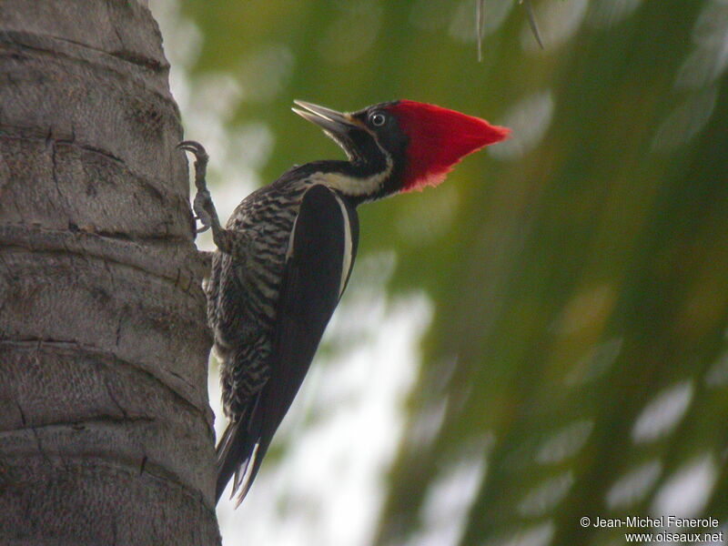 Lineated Woodpecker