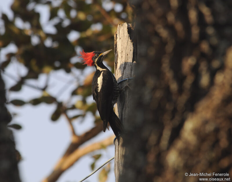 Lineated Woodpecker