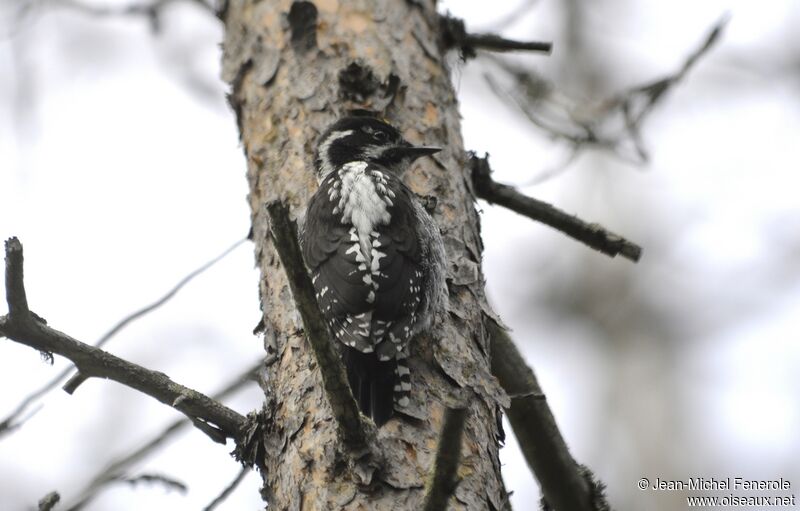 Eurasian Three-toed Woodpecker male adult