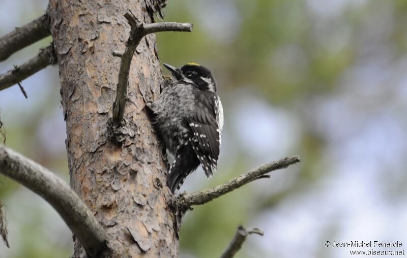 Eurasian Three-toed Woodpecker