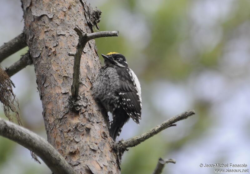 Eurasian Three-toed Woodpecker