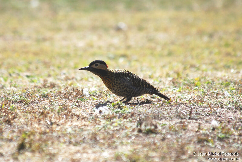 Green-barred Woodpeckeradult