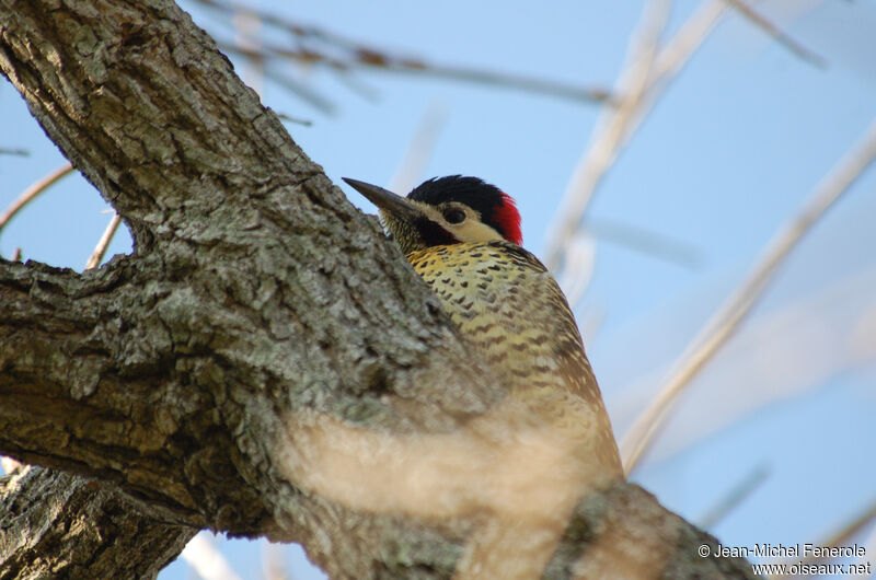 Green-barred Woodpeckeradult