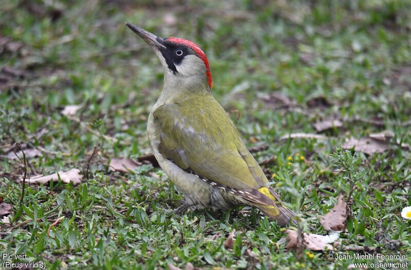 European Green Woodpecker