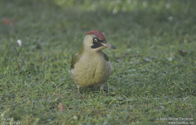 European Green Woodpecker