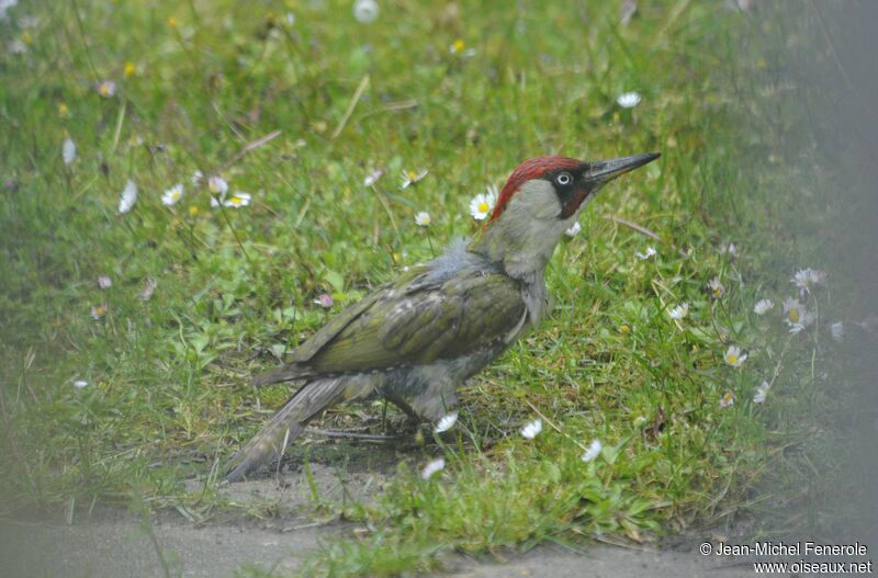 European Green Woodpecker