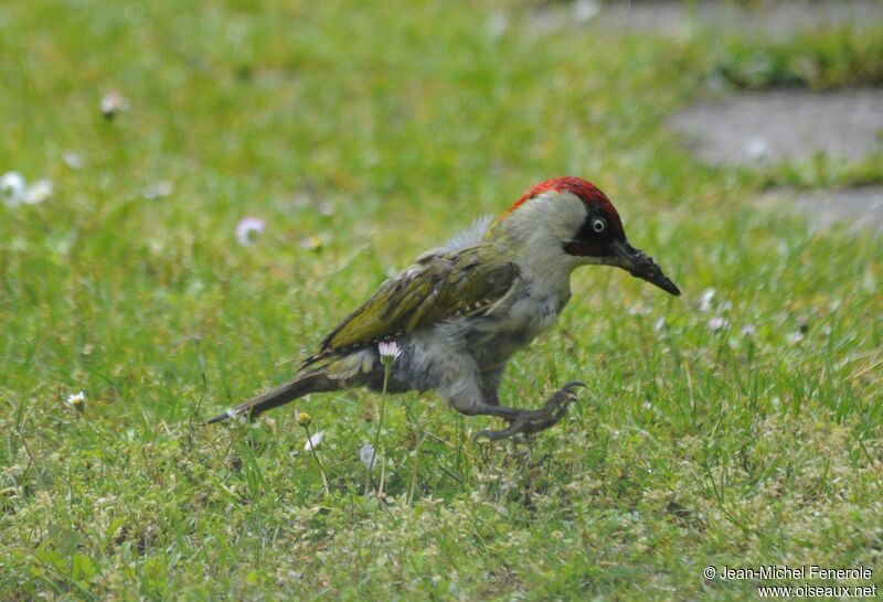 European Green Woodpecker