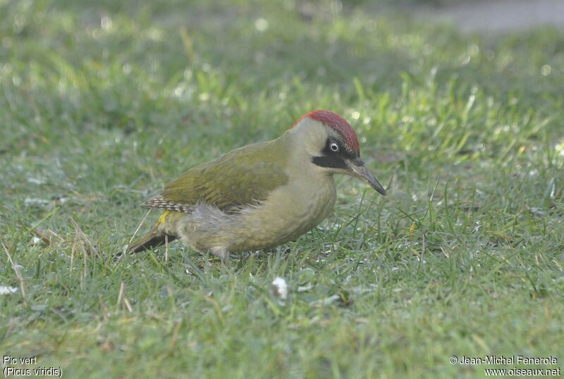 European Green Woodpecker